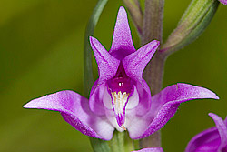 Large Red Helleborine (Cephalanthera rubra)